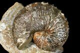 Fossil (Jeletzkytes) Ammonite - South Dakota #129526-1